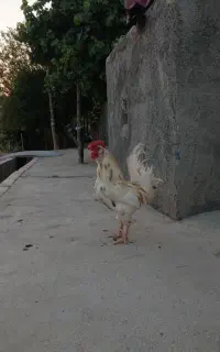 خروس چهل تاج گلین اصل