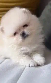 توله اشپیتز ژاپنی