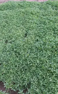 نهال گوجه فرهنگی