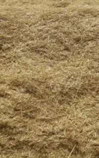 ده شریف کاه توام