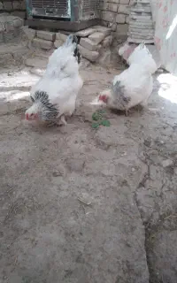 تخم مرغ نطفه دار