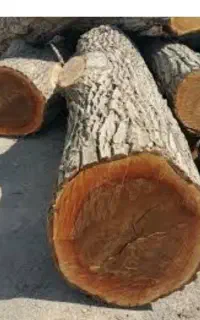 فروش چوب گردو