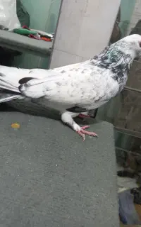 فضله کبوتری