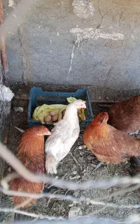 مرغ و خروس