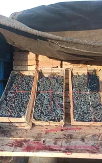 انگور دیمی سردشت