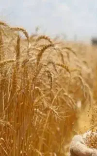 بذر گندم هشرود