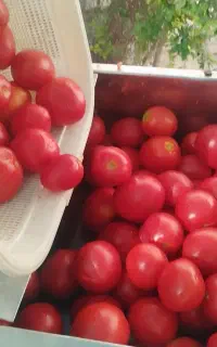آبگیری گوجه ربی