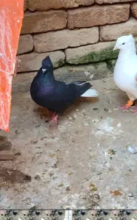 سیاه دم سفیدماده شش دونگ