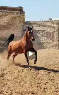 مادیون اصیل دره شوری معاوضه با موتور سیکلت