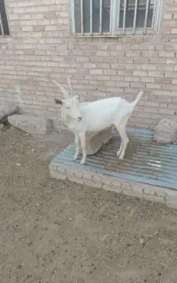 ۹راس بز سانن اصل همه جوان