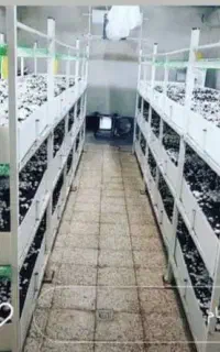 فروش کمپوست قارچ/فروش بذر قارچ/فروش خاک پوششی