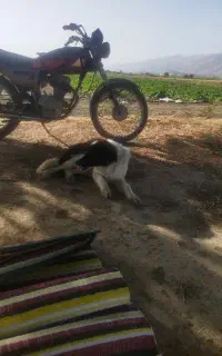 سگ نگهبان همه چی تمام