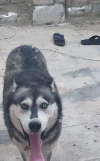 سگ هاسگی