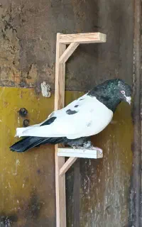 ۳تا خشکل سره ای