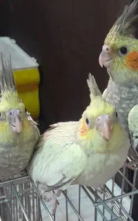 عروس هلندی