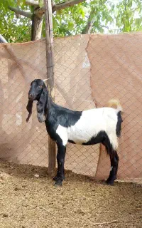 بزوبزغاله پاکستانی
