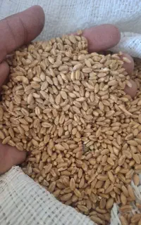 گندم کشت امسال