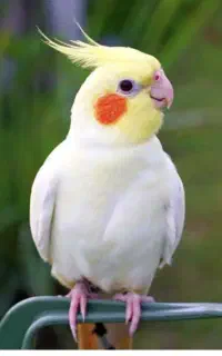 عروس هلندی