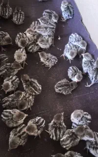 20عدد جوجه ۱۰روزه سالم