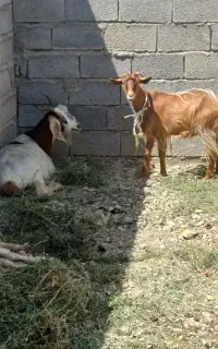بز خانگی شیری