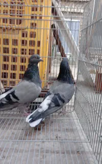 دو عدد سبز مفلق آفتاب ندیده