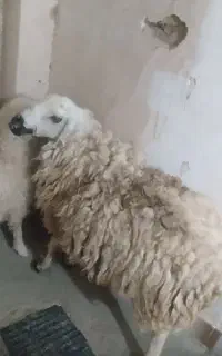 میش زاییده