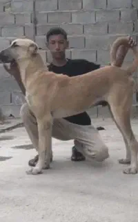 توله سگ کانگال