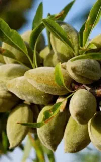 نهال فندق بادام مامایی