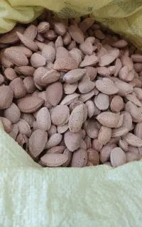 بادام سنگی امسال وپارسال