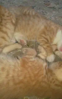 واگذاری گربه