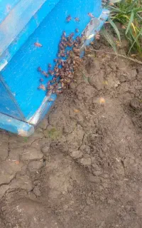 زنبور عسل