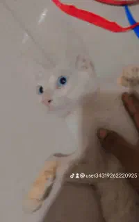 گربه چشم ابی