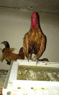 خروس مینیاتوری با لغ 3ساله. 1/500