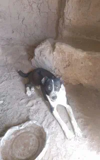 سگ گلگی
