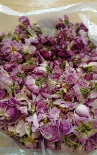 گل محمدی