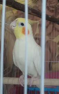 گمشده