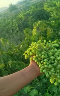 قوره تازه ابدار