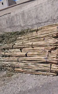 فروش نی