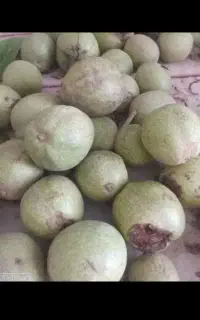 گردو سبز کاغذی