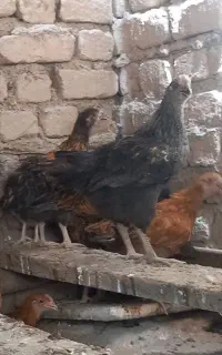 جوجه گلپایگان
