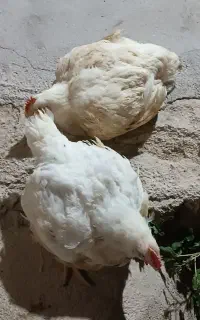 مرغ زنده کیلو دویست هشتاد ادرس روستای زیارت