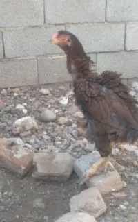 مرغ لاری