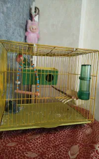 کوتوله برزیلی