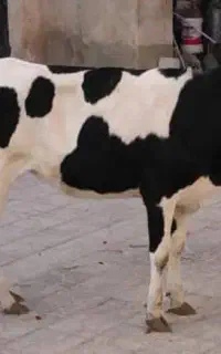 فروش گوساله سمینتال