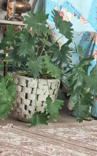 گل و گلدان طبیعی سرحال