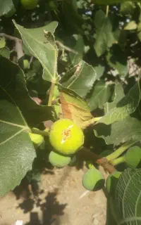 انجیر شیرین