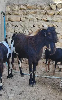 فروش یک عدد پازن درجه یک