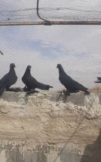 فروش کبوتر