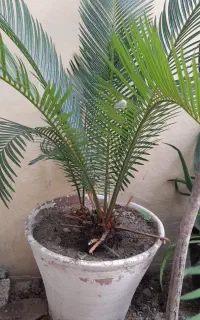 سیکاس ۶ ساله ماده همراه پاجوش