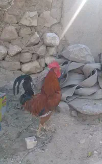 مرغ و جوجه و خروس